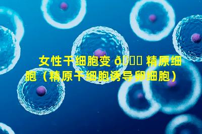 女性干细胞变 🐟 精原细胞（精原干细胞诱导卵细胞）